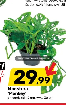 Monstera Monkey śr. doniczki 17 cm wys. 30 promocja w Bricomarche