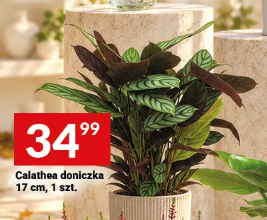 Calathea doniczka 17 cm promocja w Twój Market