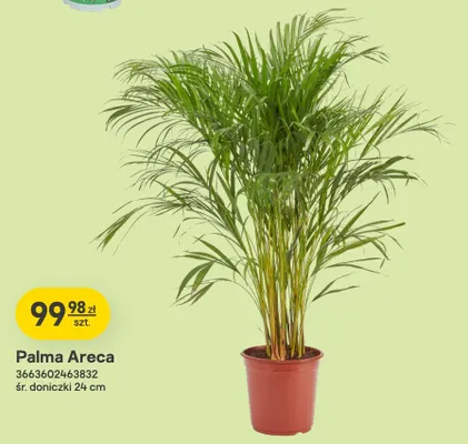 Palma Areca Verve promocja w Castorama