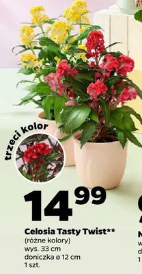 Celosia Tasty Twist promocja w Netto