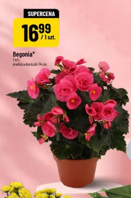 Begonia promocja w POLOmarket