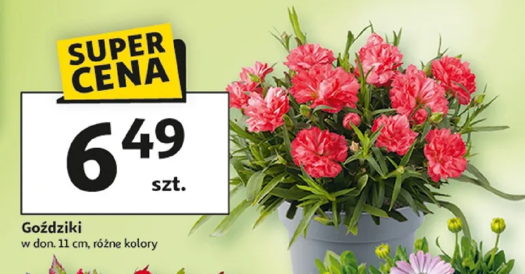 Goździki w donicy promocja w Auchan