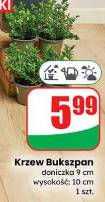 Krzew Bukszpan doniczka 9 cm  promocja w Dino
