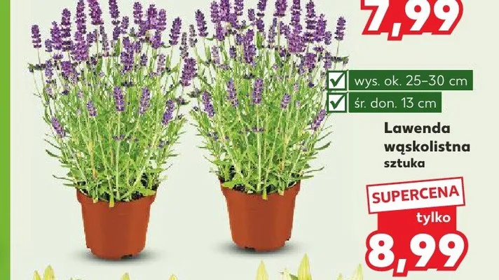 Lawenda wąskolistna promocja w Kaufland