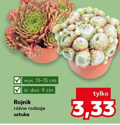 Rojnik promocja w Kaufland