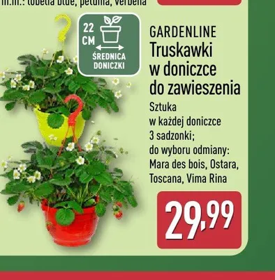 Truskawki w doniczce do zawieszenia Vima Rina GARDENLINE promocja w Aldi