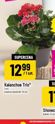 Kalanchoe Trio średnica doniczki 13 cm promocja w POLOmarket