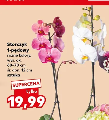 Storczyk 1-pędowy promocja w Kaufland