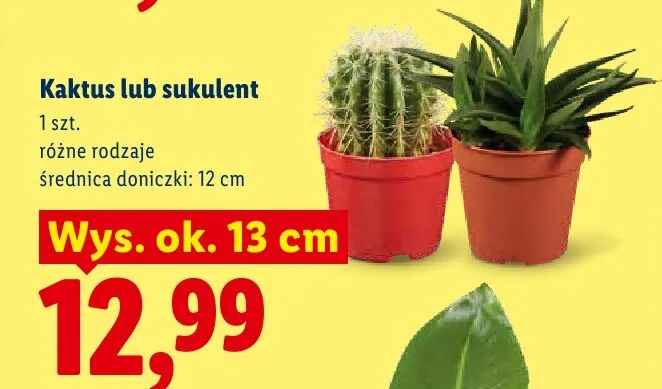 Kaktus promocja w Lidl