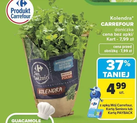 Kolendra Carrefour doniczka promocja w Carrefour