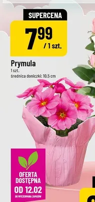 Prymula promocja w POLOmarket