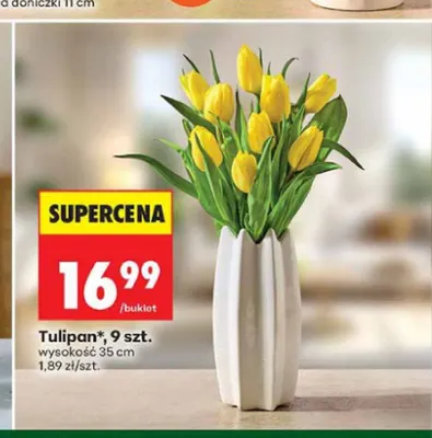 Tulipan 9 szt. promocja w Biedronka