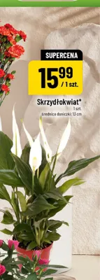 Skrzydłokwiat promocja w POLOmarket