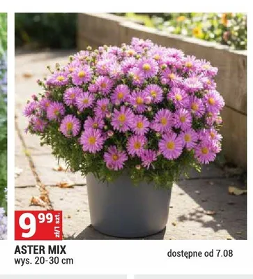 Aster Mix promocja w Merkury Market