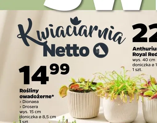 Roślina owadożerna Drosera promocja w Netto