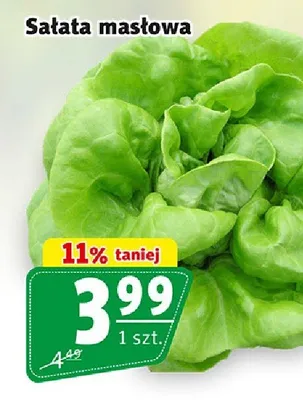 Sałata masłowa promocja w Prim Market