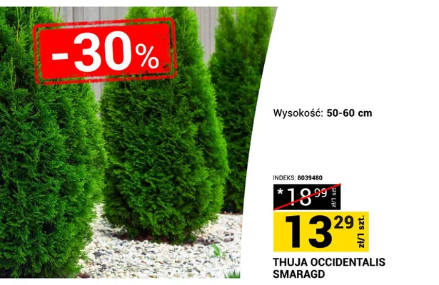 Thuja Occidentalis Smaragd wysokość: 50-60cm promocja w Merkury Market