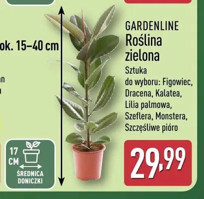 Roślina zielona Gardenline promocja w Aldi
