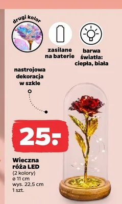 Wieczna róża LED promocja w Netto