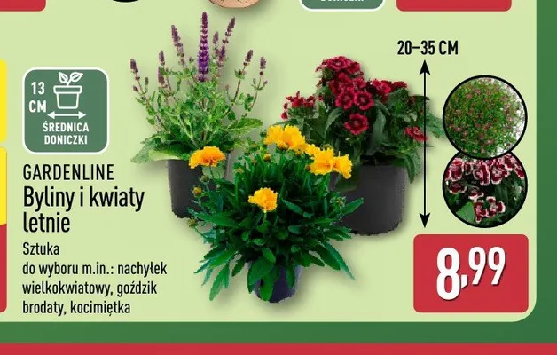 Byliny i kwiaty letnie Gardenline promocja w Aldi