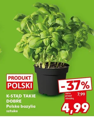 Bazylia polska promocja w Kaufland