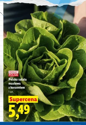 Sałata masłowa polska z korzeniem promocja w Lidl