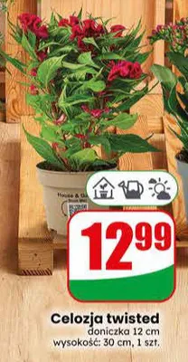 Celozja twisted promocja w Dino