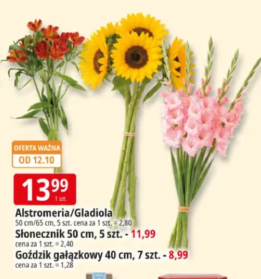 Słonecznik 50 cm 5-pak promocja w Leclerc