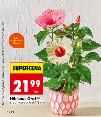 Hibiscus Graff średnica doniczki 13 cm promocja w Biedronka