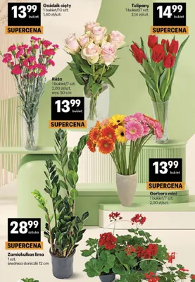 Pelargonia promocja w Delikatesy Centrum