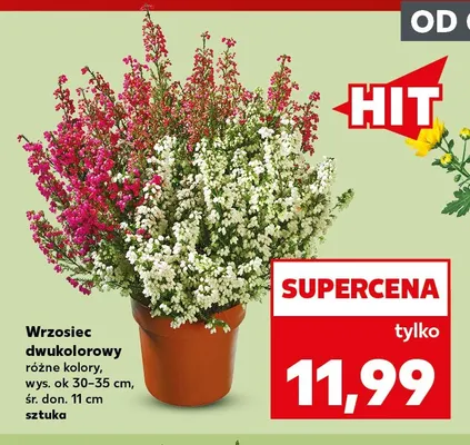 Wrzosiec dwukolorowy promocja w Kaufland
