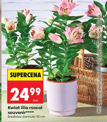 Kwiat lilia rascal souvenir promocja w Biedronka