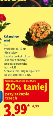 Kalanchoe mini promocja w Lidl