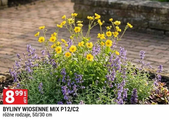 Byliny wiosenne Mix P12/C2 promocja w Merkury Market