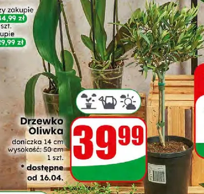 Drzewko Oliwka promocja w Dino