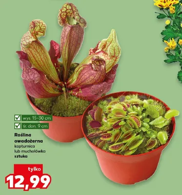 Roślina owadożerna muchołówka promocja w Kaufland