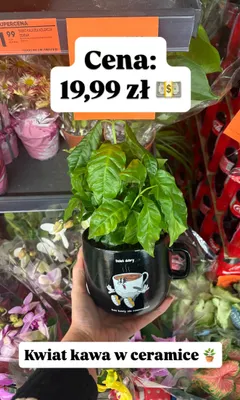 Kwiat kawa w ceramice promocja w Biedronka