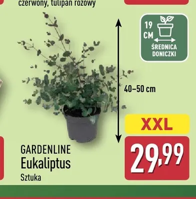 Eukaliptus Gardenline promocja w Aldi