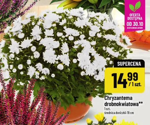 Chryzantema drobnokwiatowa promocja w POLOmarket