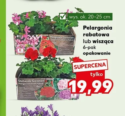 Pelargonia promocja w Kaufland