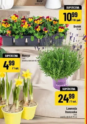 Narcyz promocja w POLOmarket