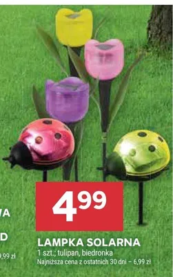 Lampka solarna biedronka promocja w Stokrotka