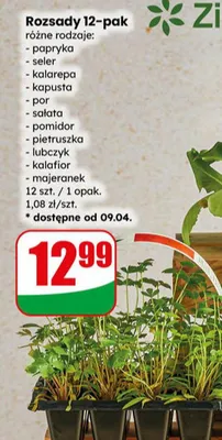 Rozsady 12-pak różne rodzaje promocja w Dino