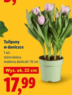 Tulipany w donicce Lidl promocja w Lidl