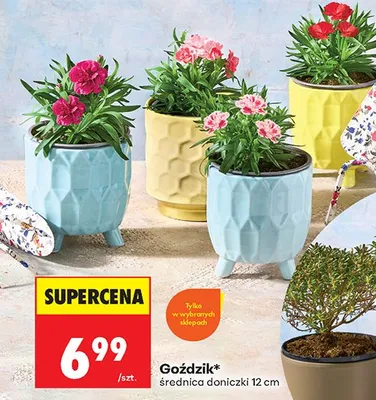 Goździk średnica doniczki 12 cm promocja w Biedronka