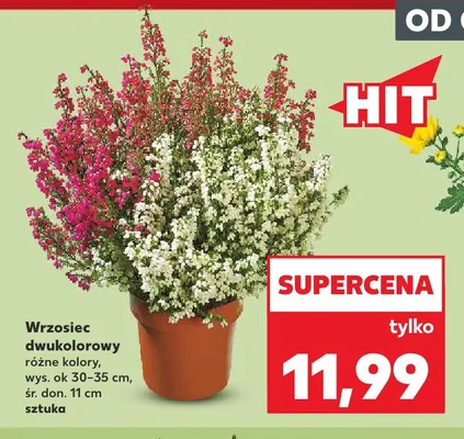 Wrzosiec dwukolorowy promocja w Kaufland