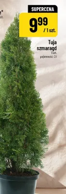 Tuja szmaragd promocja w POLOmarket