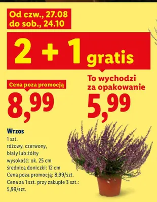 Wrzos promocja w Lidl
