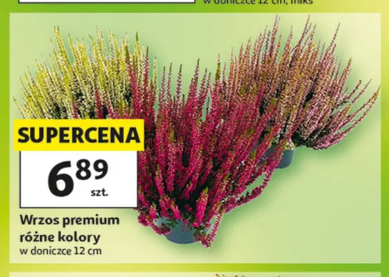 Wrzos premium promocja w Auchan