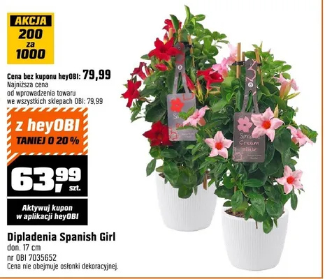 Dipladenia spanish girl promocja w OBI